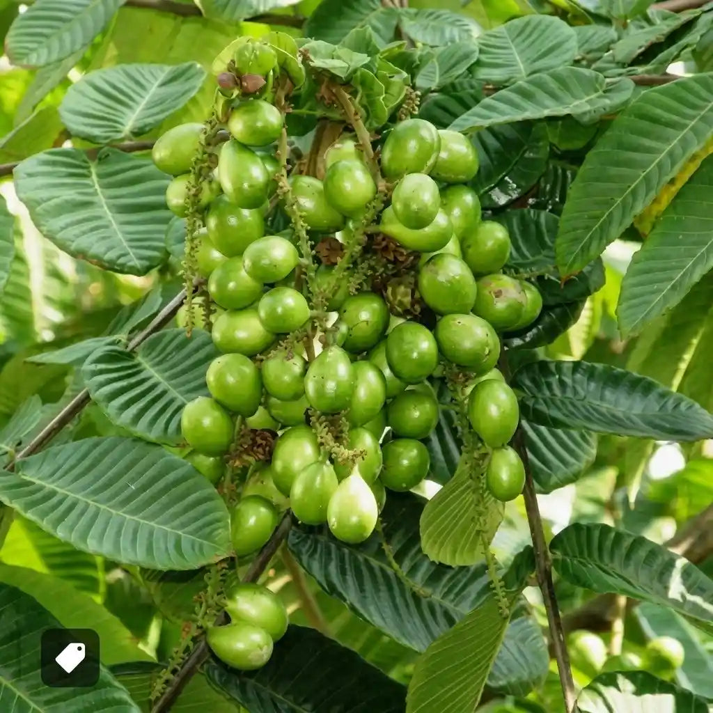 Matoa (Pometia pinnata) live fruit plant in nursery pot with healthy green foliage | Exotic tropical fruit plant | Keraleaf