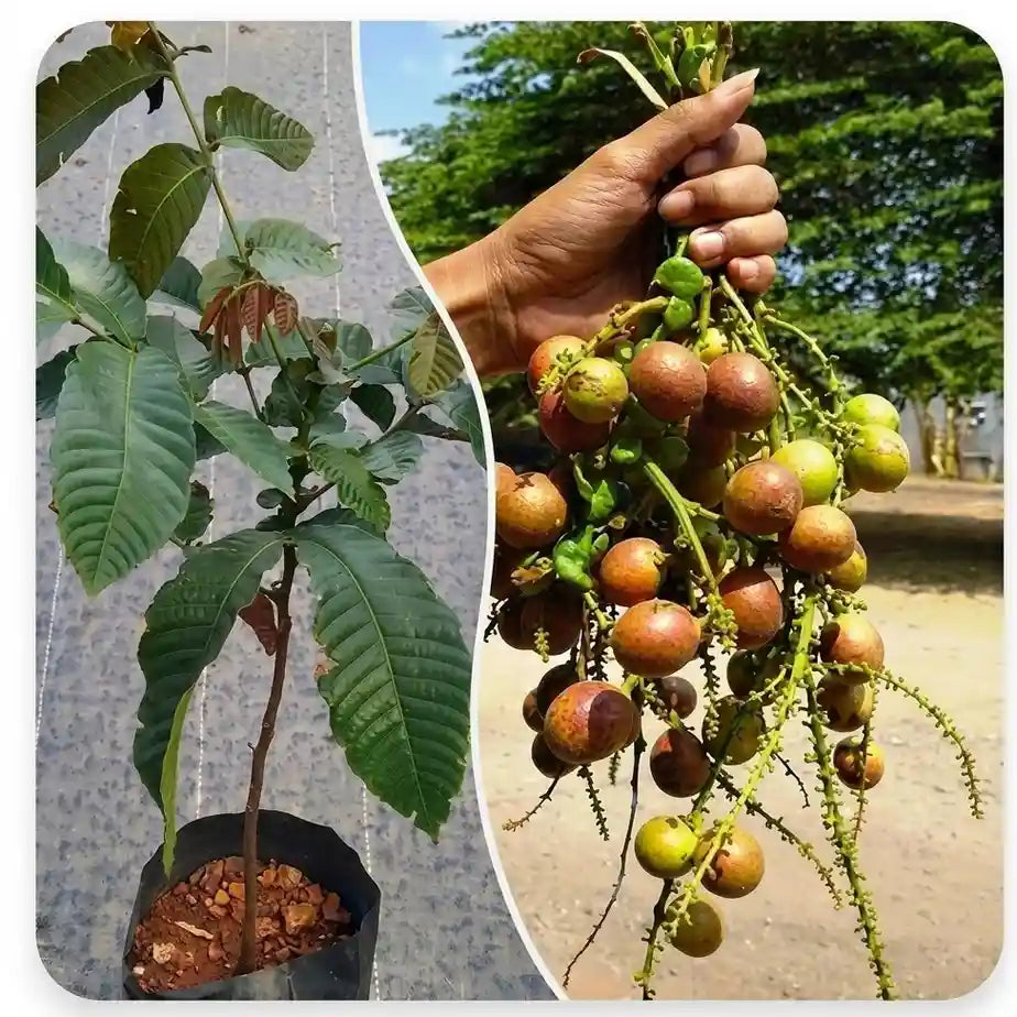 Matoa (Pometia pinnata) live fruit plant in nursery pot with healthy green foliage | Exotic tropical fruit plant | Keraleaf