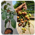 Matoa (Pometia pinnata) live fruit plant in nursery pot with healthy green foliage | Exotic tropical fruit plant | Keraleaf