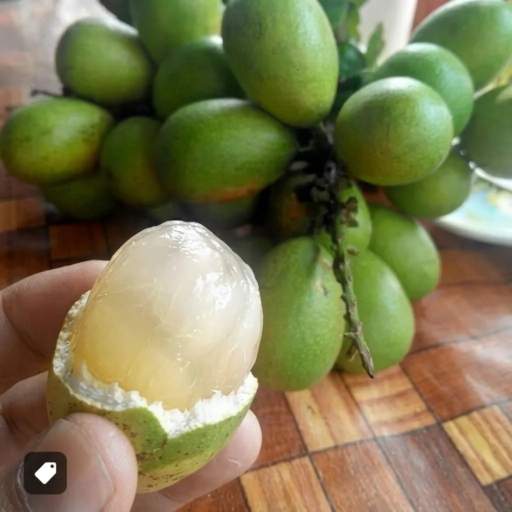 Matoa (Pometia pinnata) live fruit plant in nursery pot with healthy green foliage | Exotic tropical fruit plant | Keraleaf
