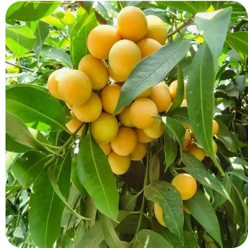 Maprang seedling live fruit plant in nursery pot with healthy green foliage | Exotic tropical fruit plant | Keraleaf