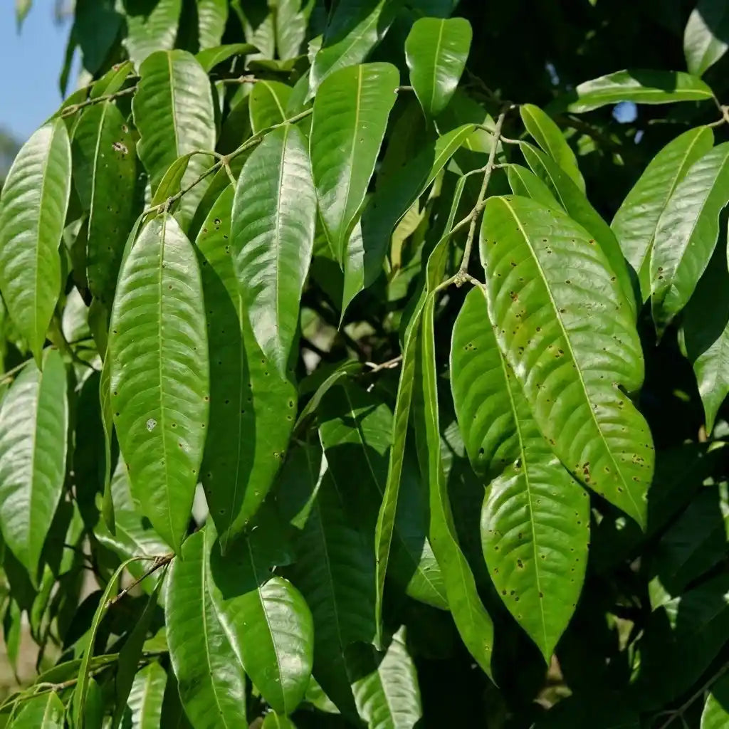Maprang seedling live fruit plant in nursery pot with healthy green foliage | Exotic tropical fruit plant | Keraleaf