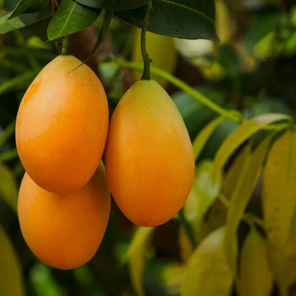 Maprang seedling live fruit plant in nursery pot with healthy green foliage | Exotic tropical fruit plant | Keraleaf