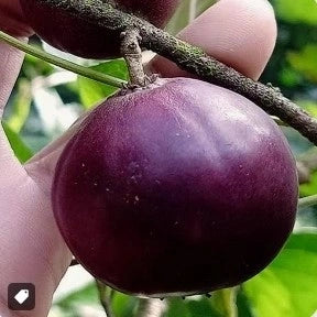 Manila Tennis Ball Cherry layered live fruit plant in nursery pot with healthy green foliage | Exotic tropical fruit plant | Keraleaf