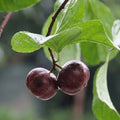 Manila Tennis Ball Cherry layered live fruit plant in nursery pot with healthy green foliage | Exotic tropical fruit plant | Keraleaf
