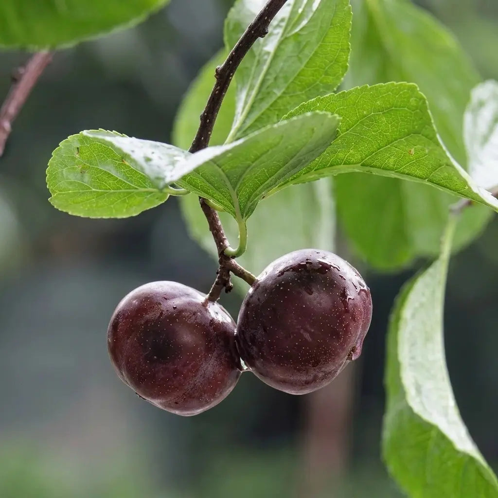 Manila Tennis Ball Cherry layered live fruit plant in nursery pot with healthy green foliage | Exotic tropical fruit plant | Keraleaf