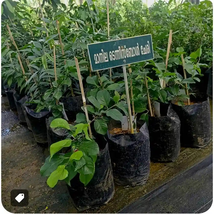 Manila Tennis Ball Cherry layered live fruit plant in nursery pot with healthy green foliage | Exotic tropical fruit plant | Keraleaf