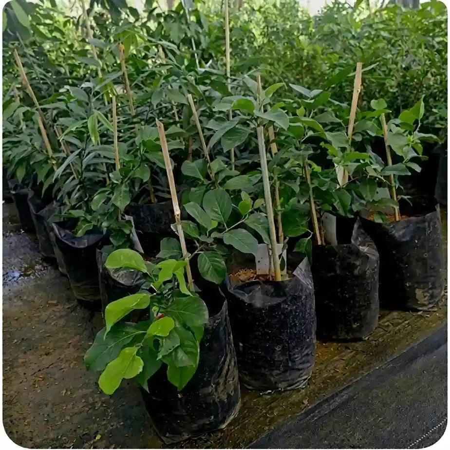 Manila Tamarind seedling live fruit plant in nursery pot with healthy green foliage | Exotic tropical fruit plant | Keraleaf