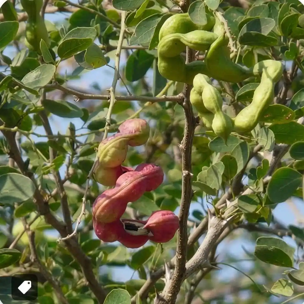 Manila Tamarind seedling live fruit plant in nursery pot with healthy green foliage | Exotic tropical fruit plant | Keraleaf