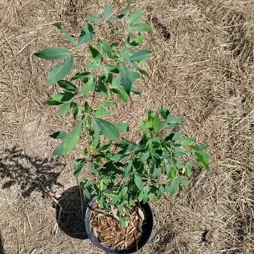 Mamey Sapote seedling live fruit plant in nursery pot with healthy green foliage | Exotic tropical fruit plant | Keraleaf