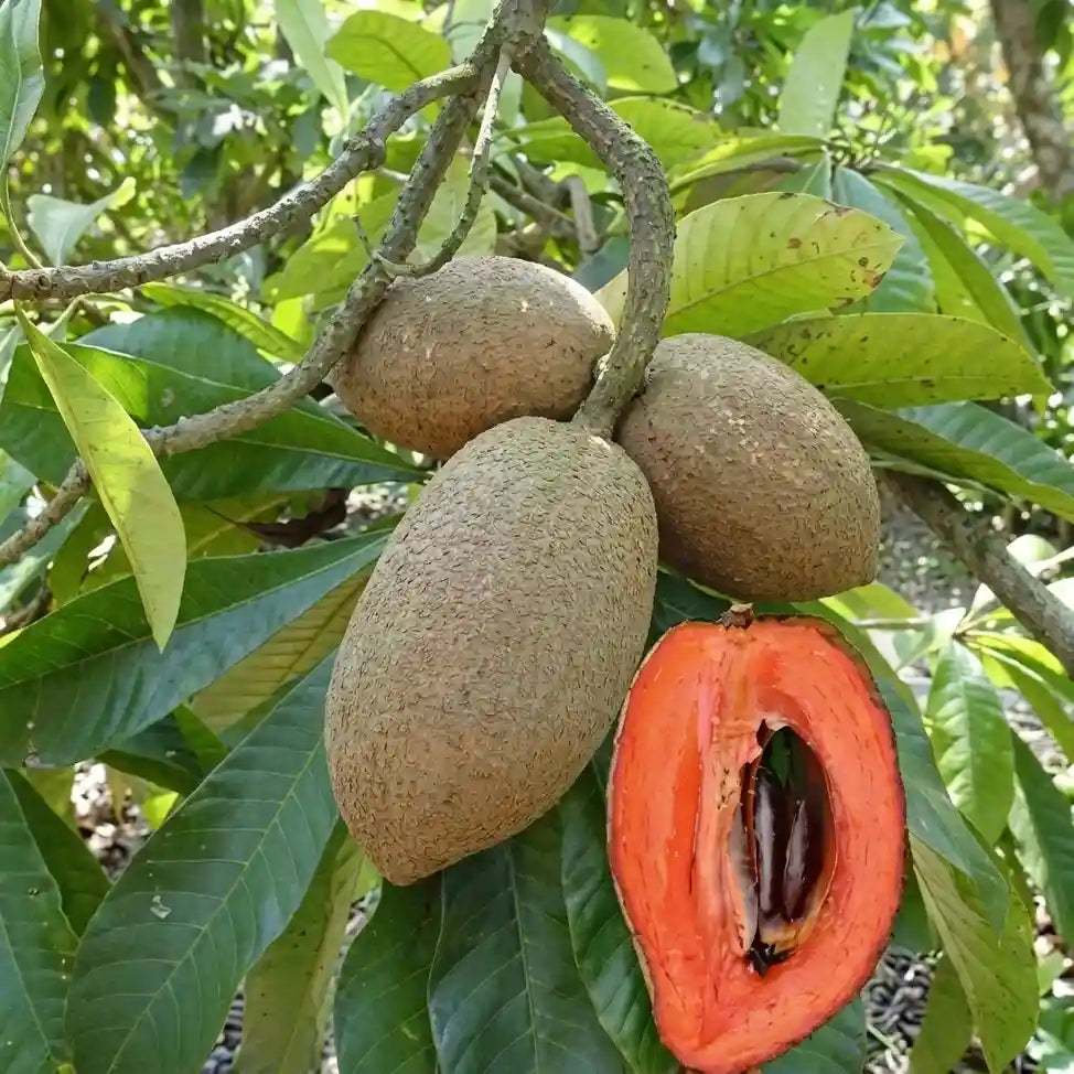 Mamey Sapote seedling live fruit plant in nursery pot with healthy green foliage | Exotic tropical fruit plant | Keraleaf