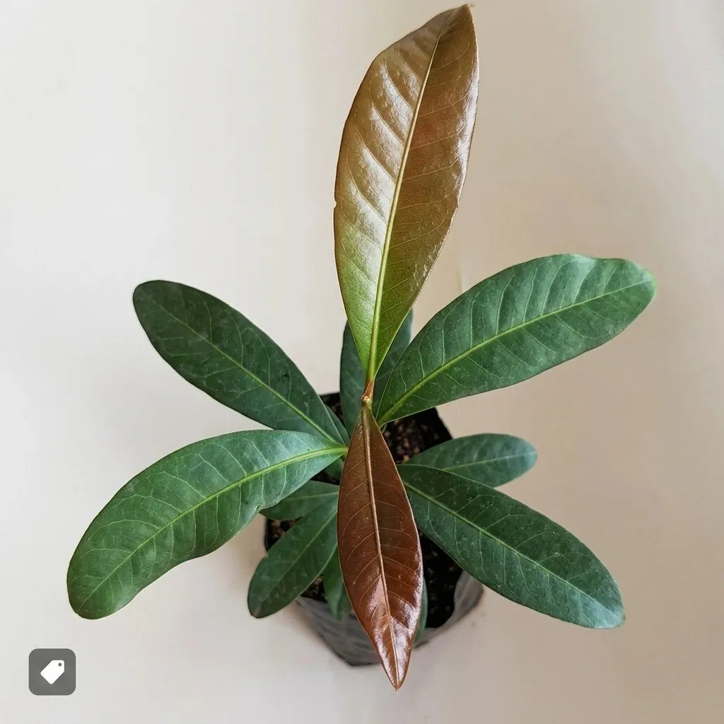 Mak Dauy seedling live fruit plant in nursery pot with healthy green foliage | Exotic tropical fruit plant | Keraleaf