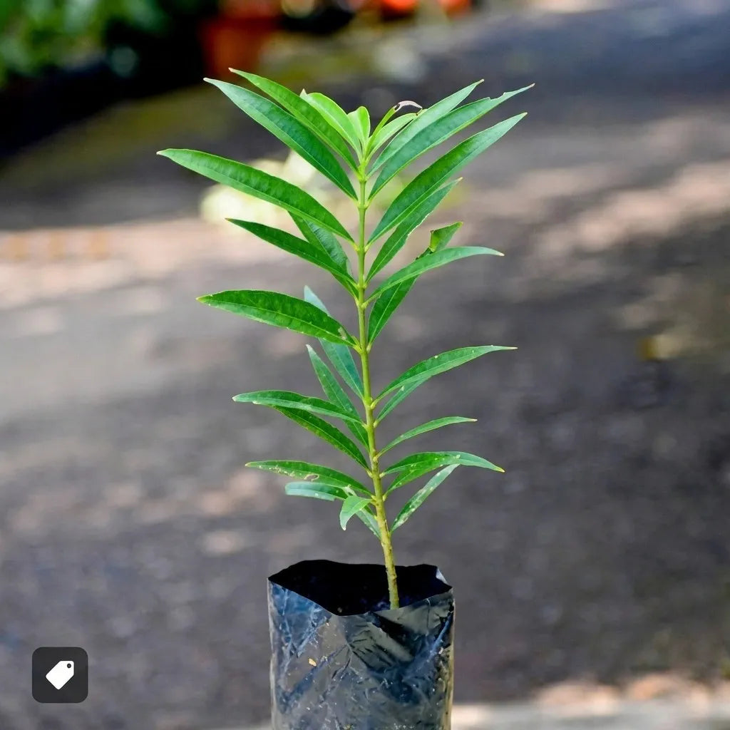 Mahkota Dewa seedling live fruit plant in nursery pot with healthy green foliage | Exotic tropical fruit plant | Keraleaf
