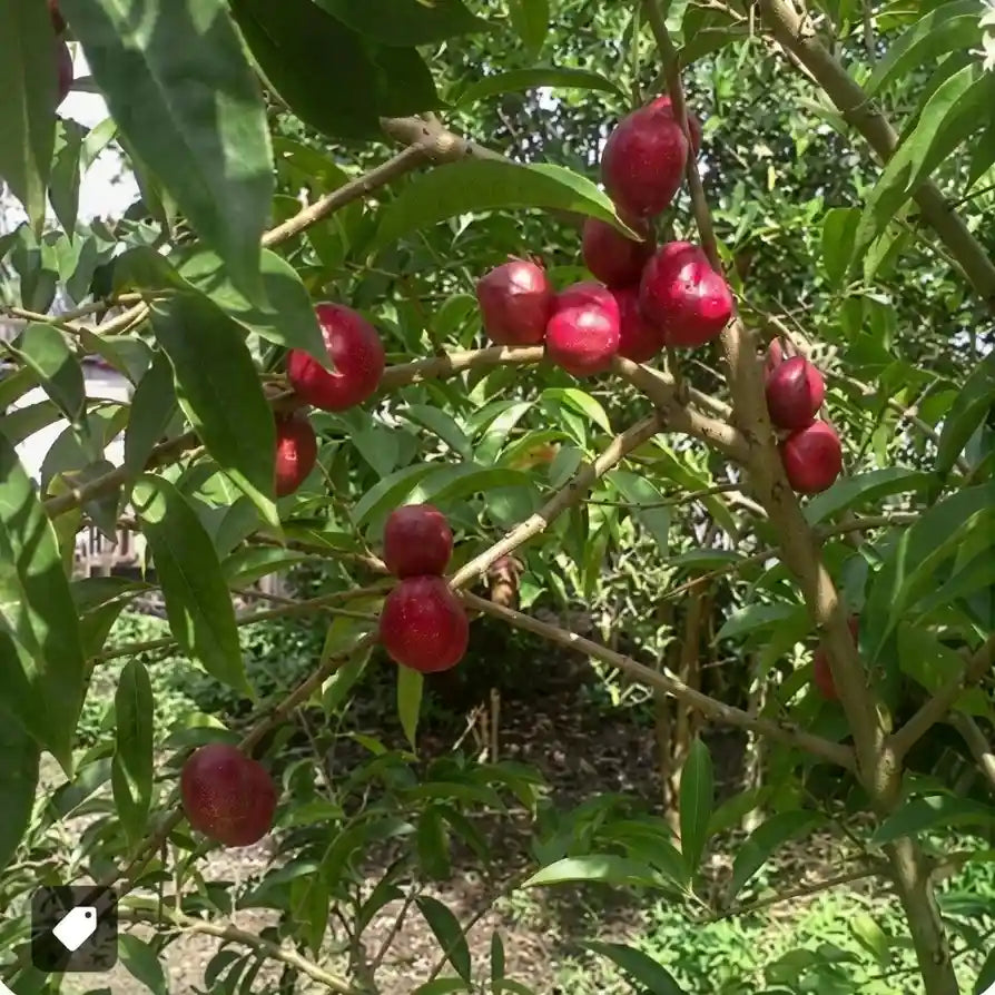 Mahkota Dewa seedling live fruit plant in nursery pot with healthy green foliage | Exotic tropical fruit plant | Keraleaf
