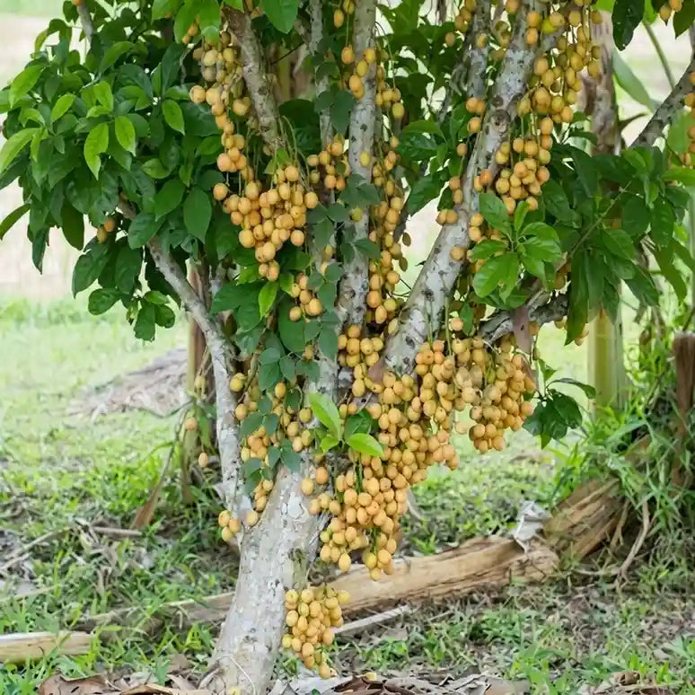 Mafai seedling live fruit plant in nursery pot with healthy green foliage | Exotic tropical fruit plant | Keraleaf