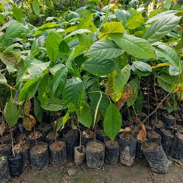 Mafai seedling live fruit plant in nursery pot with healthy green foliage | Exotic tropical fruit plant | Keraleaf