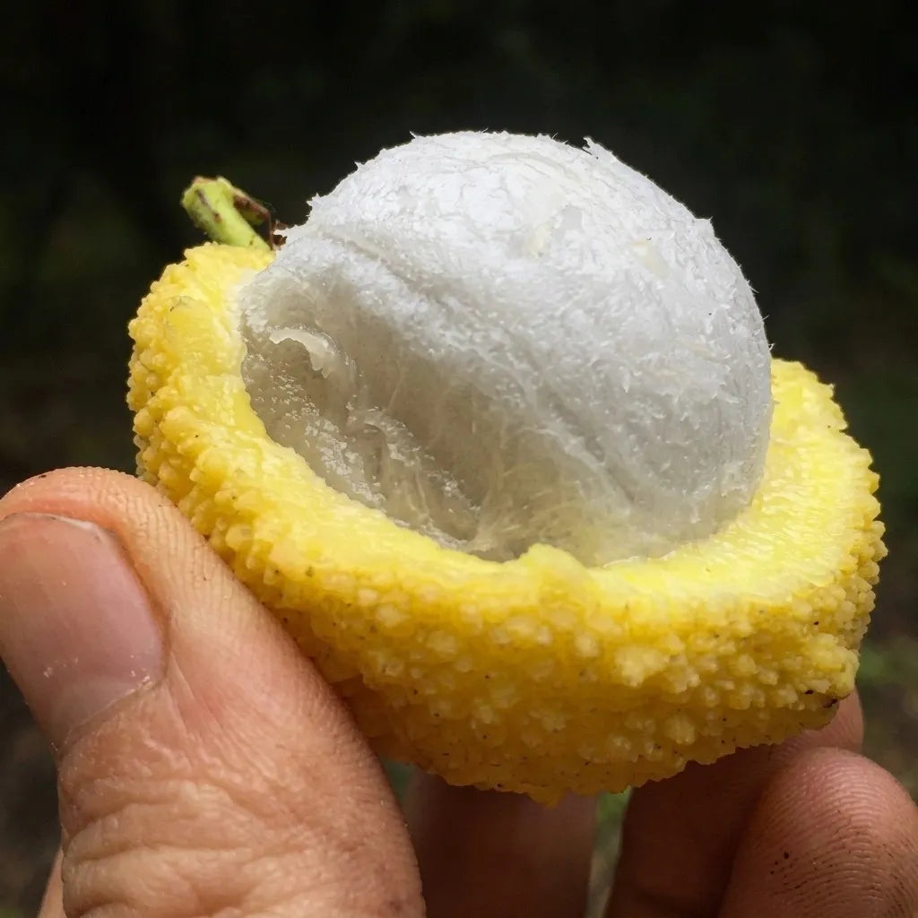 Madrono (Seedling) Fruit Plant