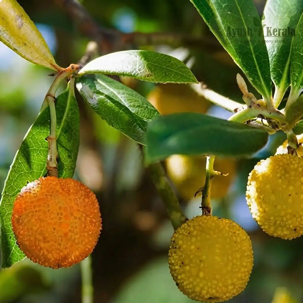 Madrono (Seedling) Fruit Plant