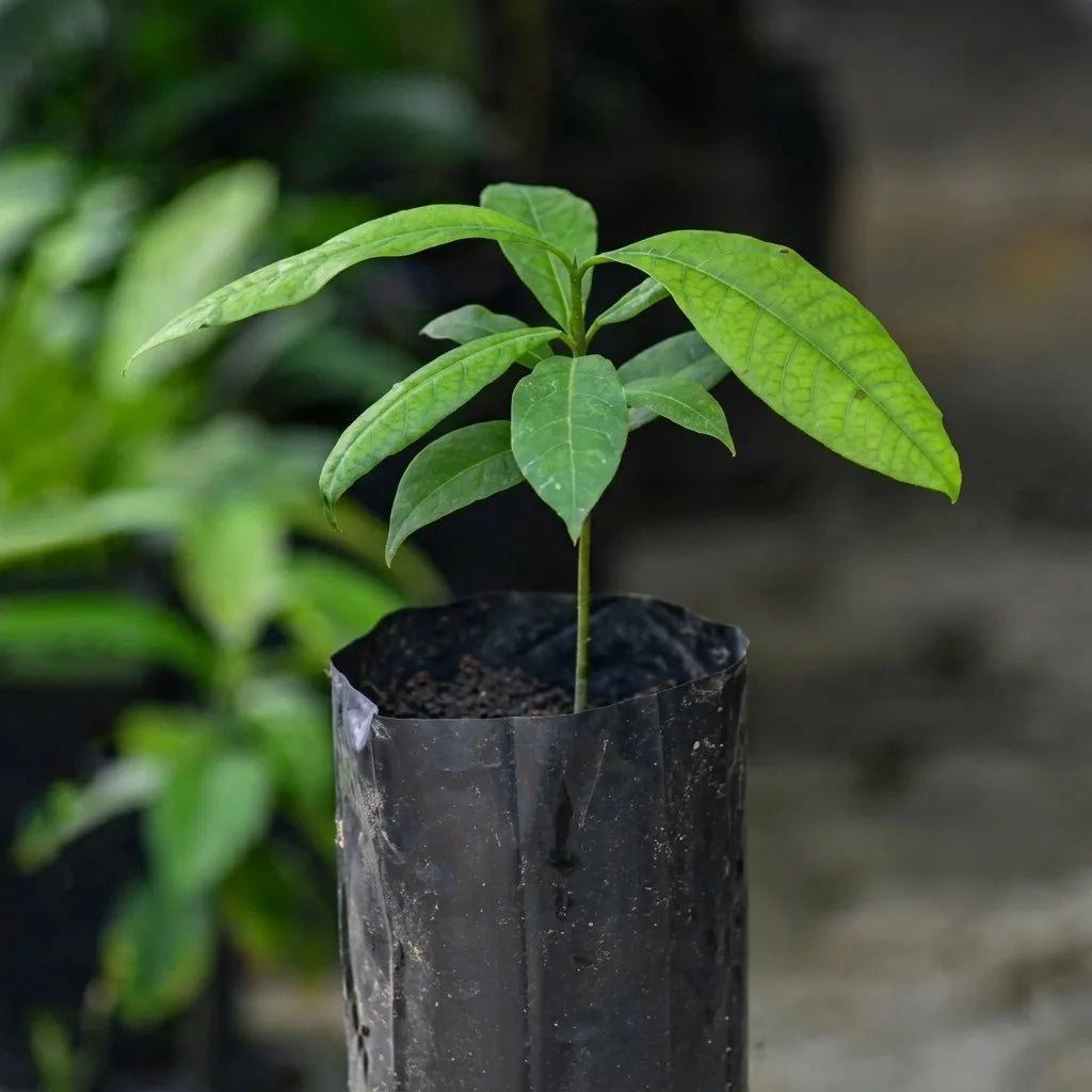 Madrono (Seedling) Fruit Plant
