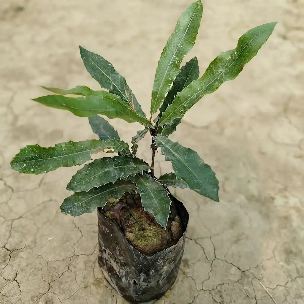 Macadamia Nut seedling live fruit plant in nursery pot with healthy green foliage | Exotic tropical fruit plant | Keraleaf