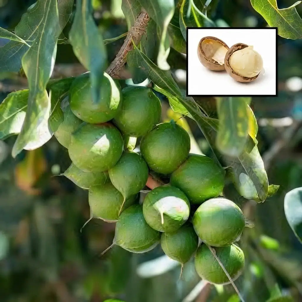 Macadamia Nut seedling live fruit plant in nursery pot with healthy green foliage | Exotic tropical fruit plant | Keraleaf
