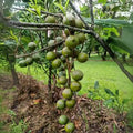 Macadamia Nut seedling live fruit plant in nursery pot with healthy green foliage | Exotic tropical fruit plant | Keraleaf