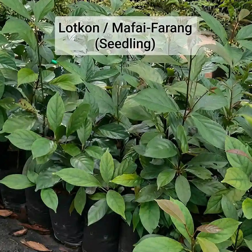 Lotkon / Mafai-Farang seedling live fruit plant in nursery pot with healthy green foliage | Exotic tropical fruit plant | Keraleaf