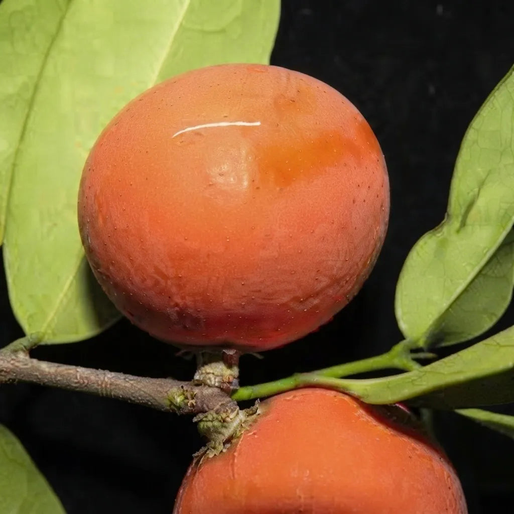 Lolly Berry (Chinese Salacia) seedling live fruit plant in nursery pot with healthy green foliage | Exotic tropical fruit plant | Keraleaf