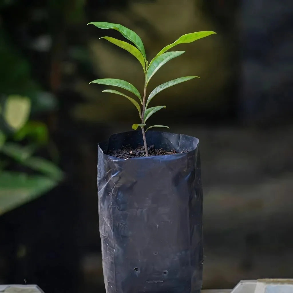 Lolly Berry (Chinese Salacia) seedling live fruit plant in nursery pot with healthy green foliage | Exotic tropical fruit plant | Keraleaf
