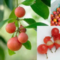 Lolly Berry (Chinese Salacia) seedling live fruit plant in nursery pot with healthy green foliage | Exotic tropical fruit plant | Keraleaf