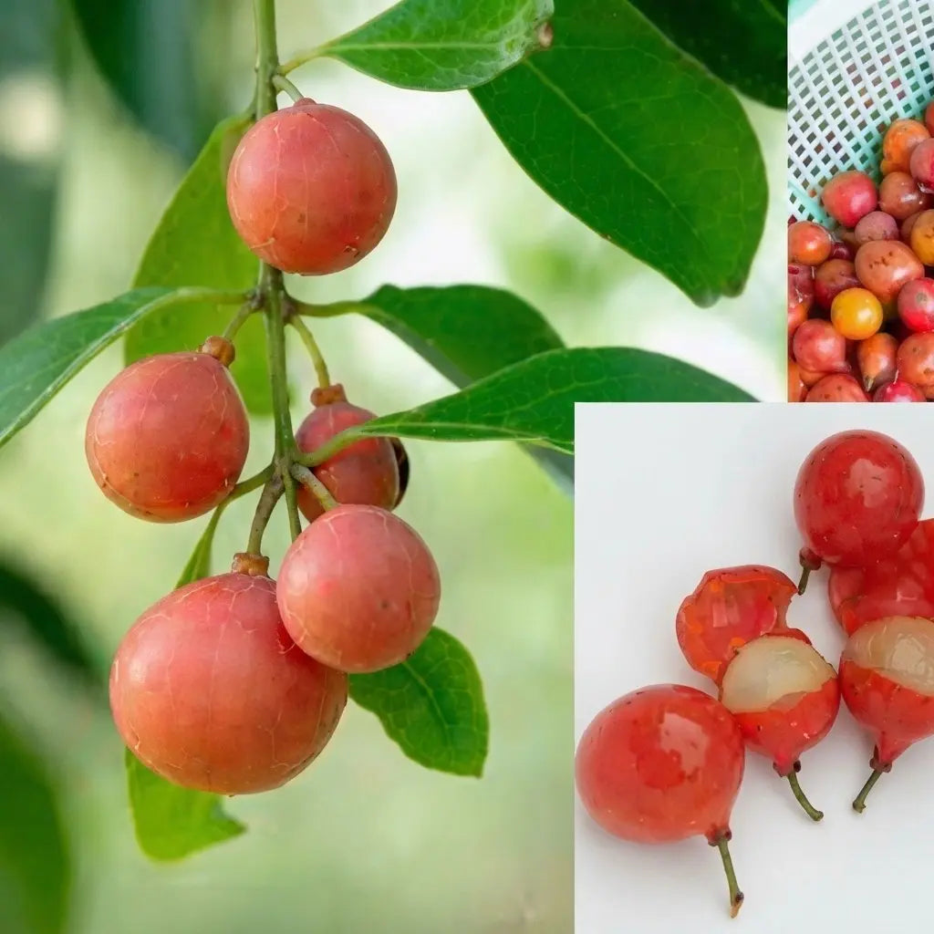 Lolly Berry (Chinese Salacia) seedling live fruit plant in nursery pot with healthy green foliage | Exotic tropical fruit plant | Keraleaf