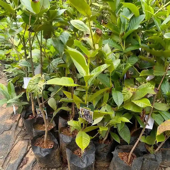 Lipote seedling live fruit plant in nursery pot with healthy green foliage | Exotic tropical fruit plant | Keraleaf