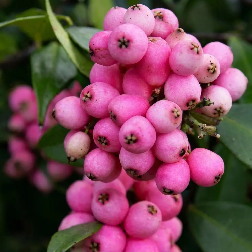 Lilly Pilly / Monkey Apple layered live fruit plant in nursery pot with healthy green foliage | Exotic tropical fruit plant | Keraleaf