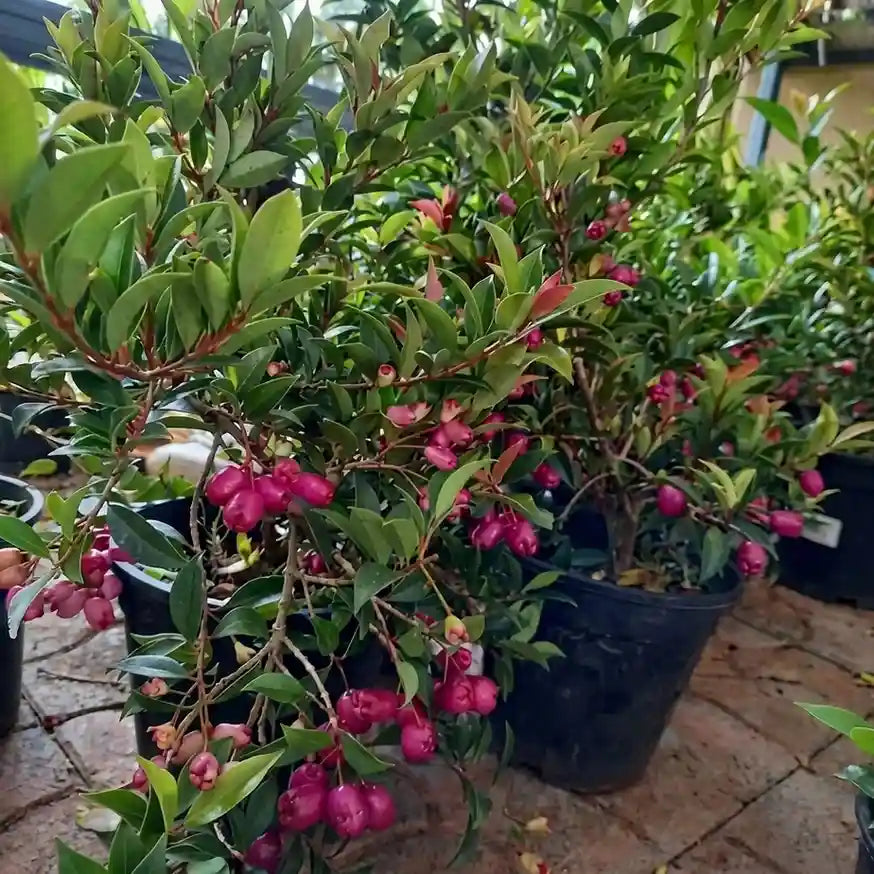 Lilly Pilly / Monkey Apple layered live fruit plant in nursery pot with healthy green foliage | Exotic tropical fruit plant | Keraleaf