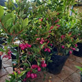 Lilly Pilly / Monkey Apple layered live fruit plant in nursery pot with healthy green foliage | Exotic tropical fruit plant | Keraleaf
