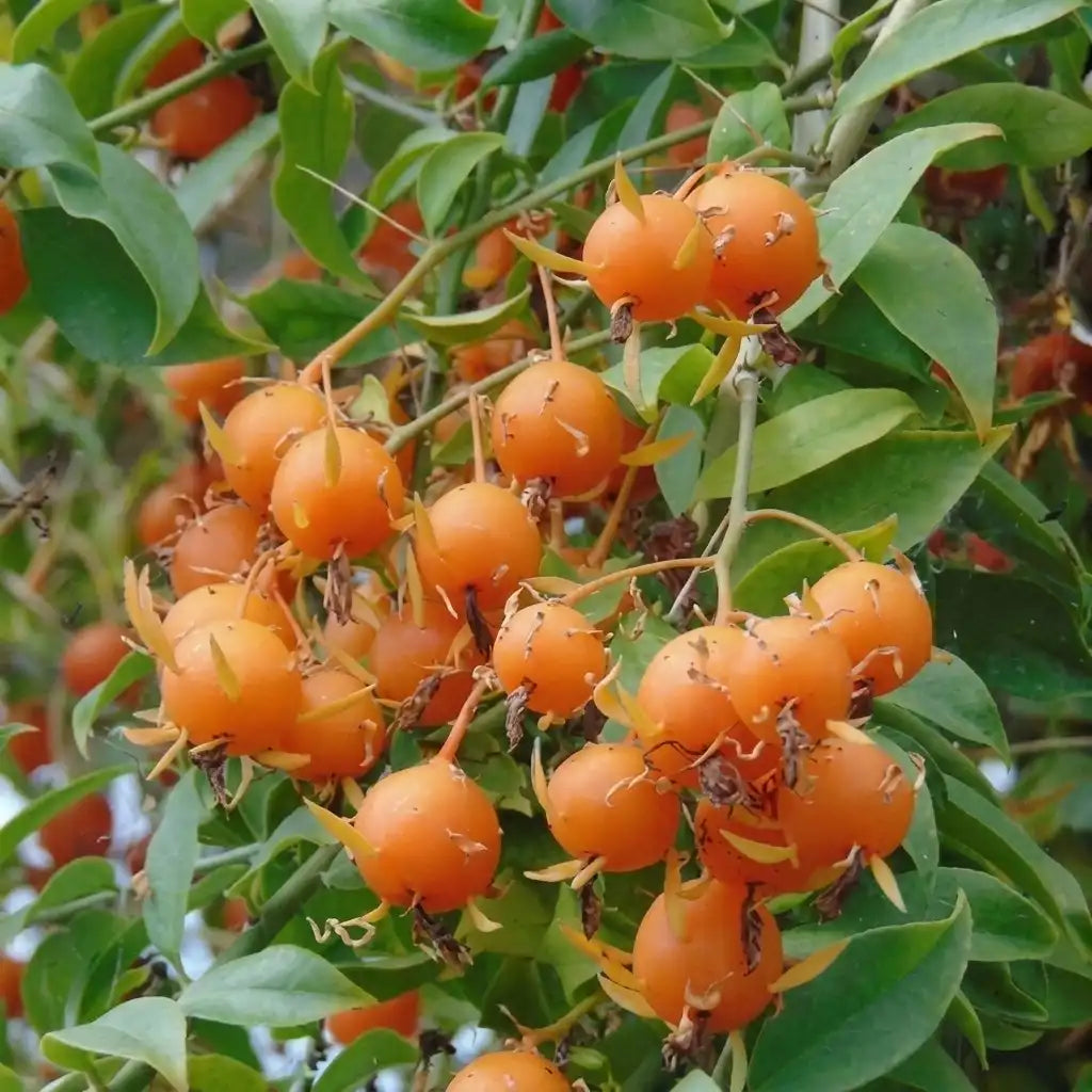Lemon Vine layered live fruit plant in nursery pot with healthy green foliage | Exotic tropical fruit plant | Keraleaf