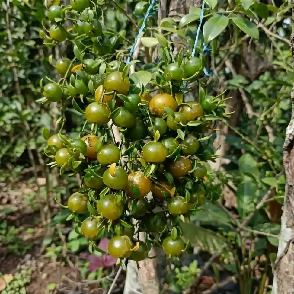 Lemon Vine layered live fruit plant in nursery pot with healthy green foliage | Exotic tropical fruit plant | Keraleaf