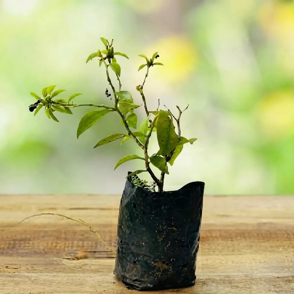 Lemon Vine layered live fruit plant in nursery pot with healthy green foliage | Exotic tropical fruit plant | Keraleaf