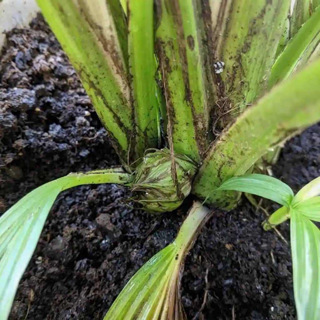 Lemba seedling live fruit plant in nursery pot with healthy green foliage | Exotic tropical fruit plant | Keraleaf