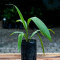 Lemba seedling live fruit plant in nursery pot with healthy green foliage | Exotic tropical fruit plant | Keraleaf