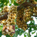 Langsat seedling live fruit plant in nursery pot with healthy green foliage | Exotic tropical fruit plant | Keraleaf