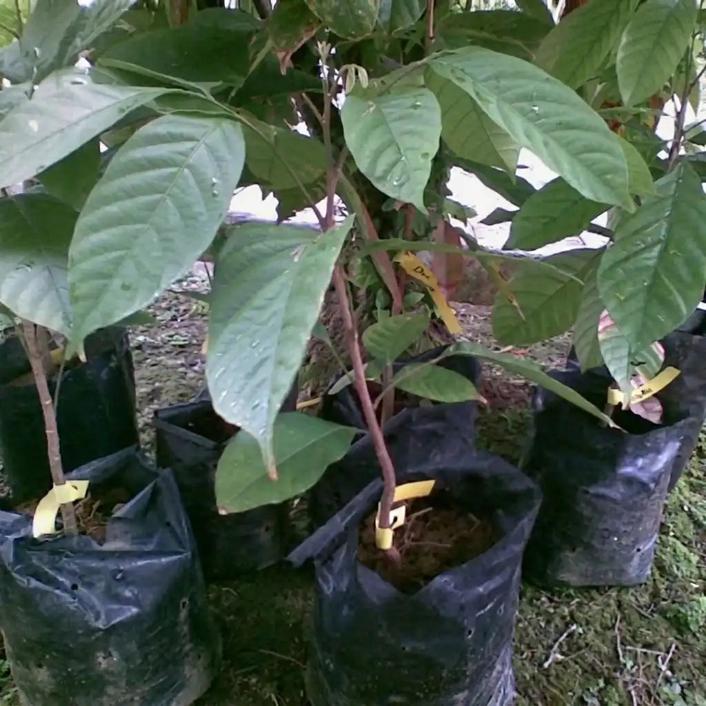Langsat seedling live fruit plant in nursery pot with healthy green foliage | Exotic tropical fruit plant | Keraleaf