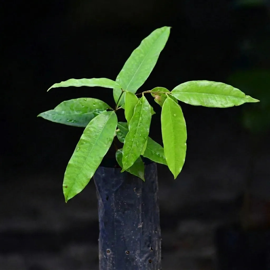 Kubal Madu seedling live fruit plant in nursery pot with healthy green foliage | Exotic tropical fruit plant | Keraleaf