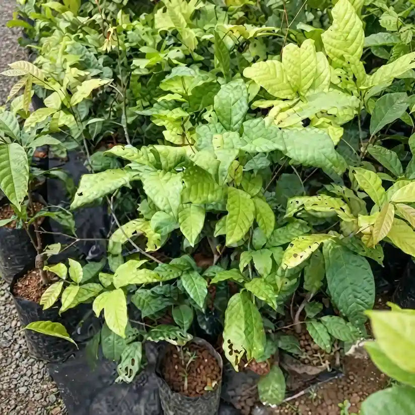 Kriel Fruit seedling live fruit plant in nursery pot with healthy green foliage | Exotic tropical fruit plant | Keraleaf