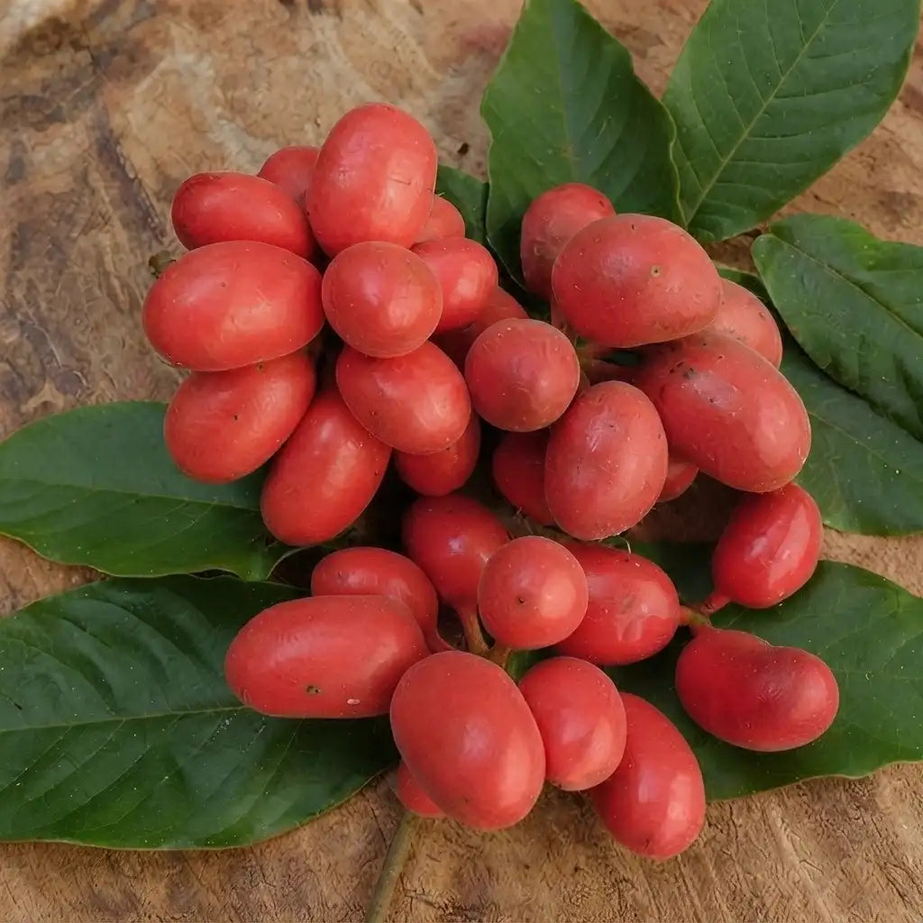 Kriel Fruit seedling live fruit plant in nursery pot with healthy green foliage | Exotic tropical fruit plant | Keraleaf