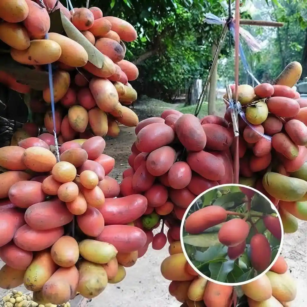 Kriel Fruit seedling live fruit plant in nursery pot with healthy green foliage | Exotic tropical fruit plant | Keraleaf