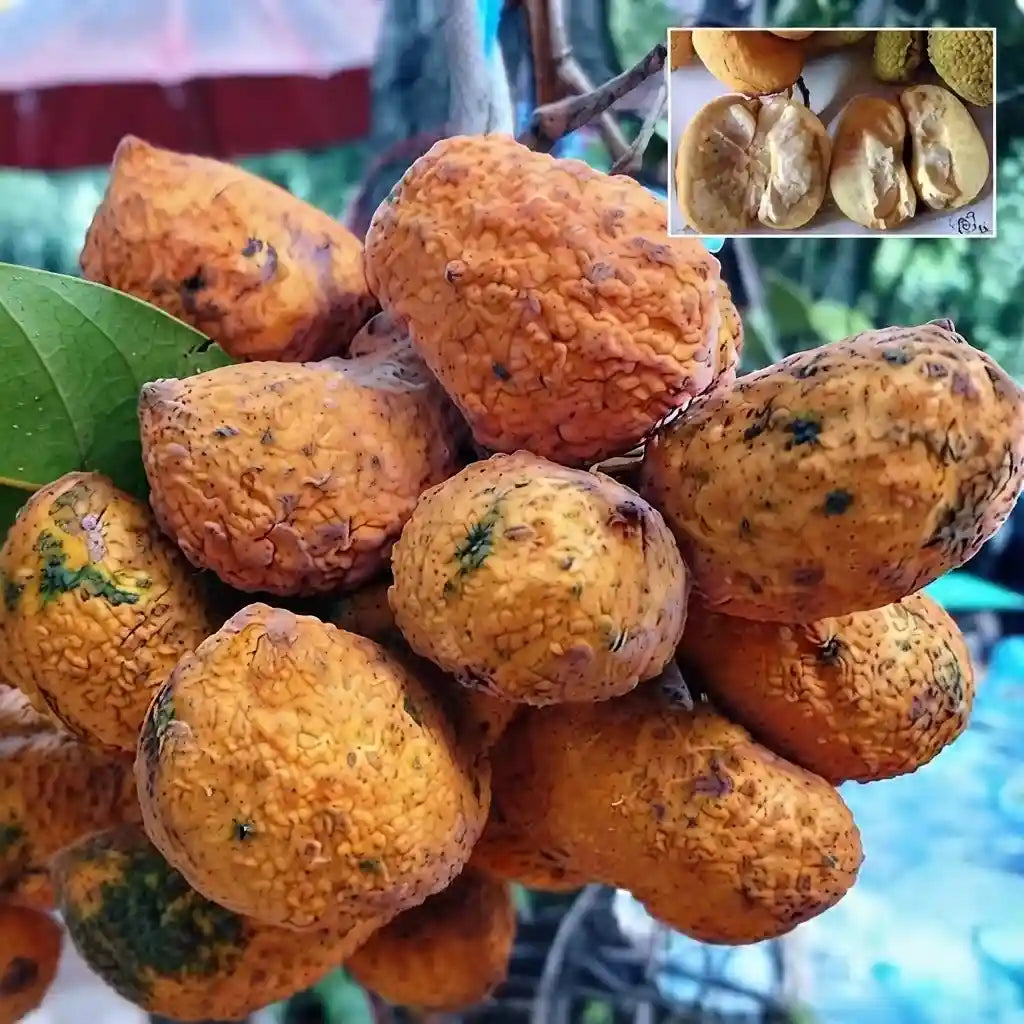 Korn Fruit seedling live fruit plant in nursery pot with healthy green foliage | Exotic tropical fruit plant | Keraleaf