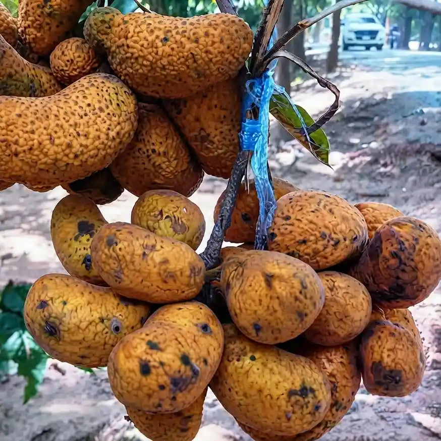 Korn Fruit seedling live fruit plant in nursery pot with healthy green foliage | Exotic tropical fruit plant | Keraleaf