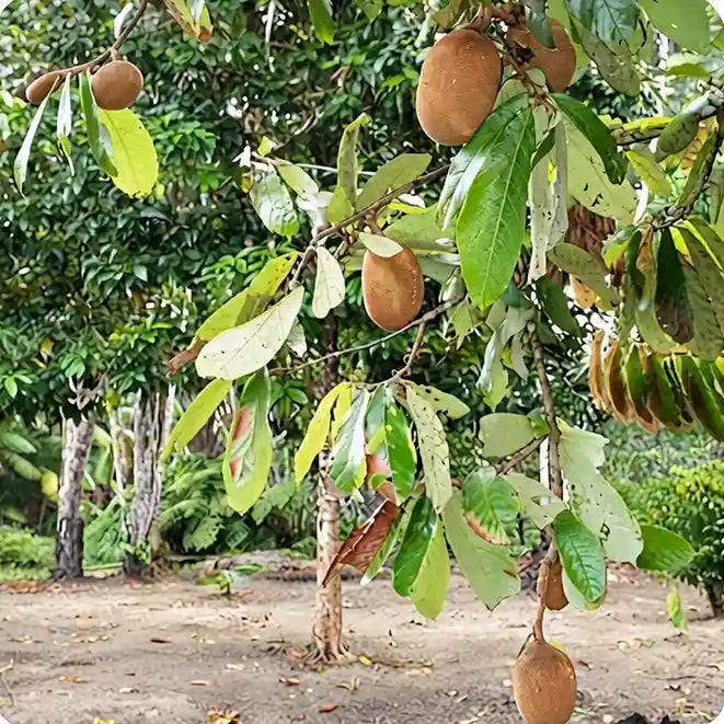 Korn Fruit seedling live fruit plant in nursery pot with healthy green foliage | Exotic tropical fruit plant | Keraleaf