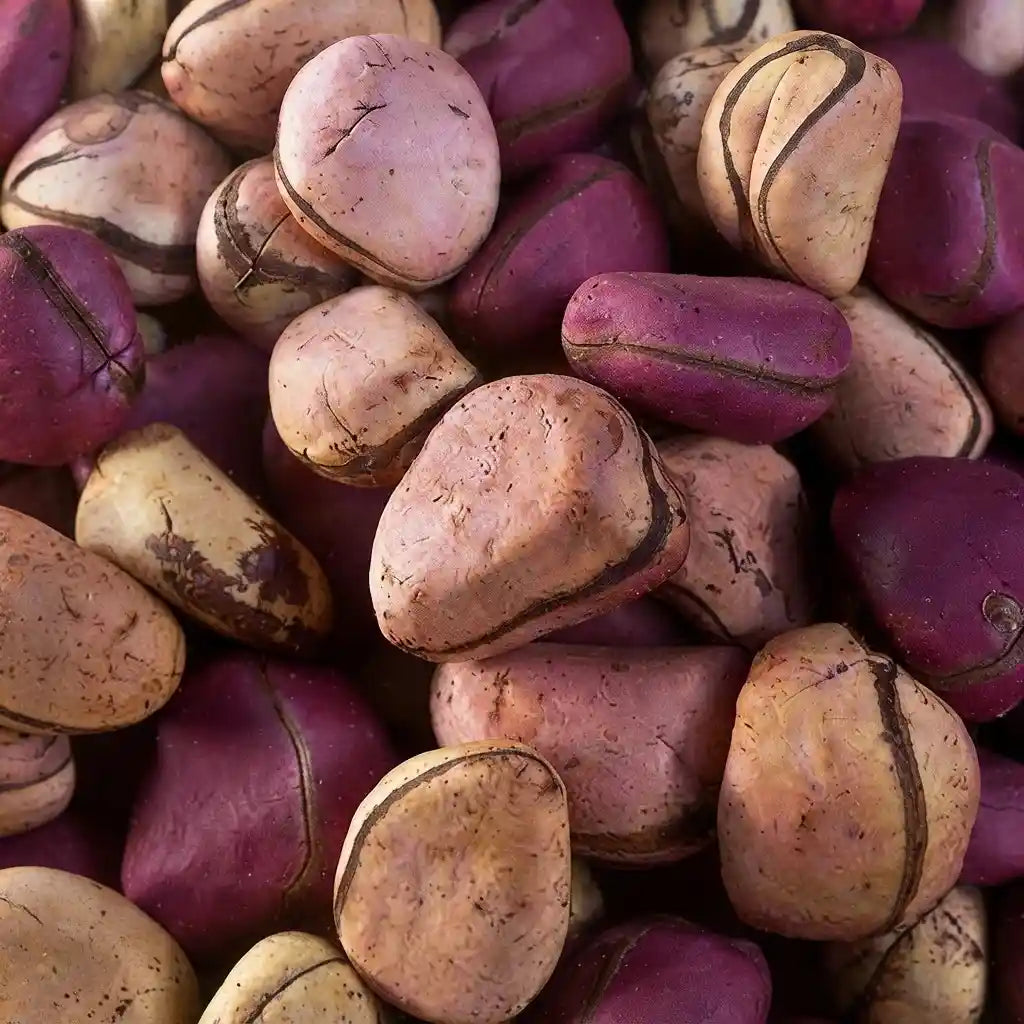 Kola Nut seedling live fruit plant in nursery pot with healthy green foliage | Exotic tropical fruit plant | Keraleaf